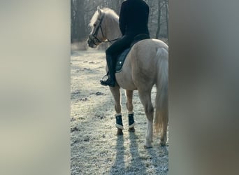 Koń andaluzyjski, Wałach, 10 lat, 150 cm, Izabelowata