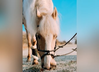 Koń andaluzyjski, Wałach, 10 lat, 150 cm, Izabelowata