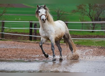 Koń andaluzyjski, Wałach, 10 lat, 152 cm, Siwa