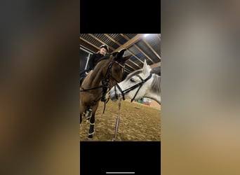 Koń andaluzyjski, Wałach, 10 lat, 156 cm, Siwa jabłkowita