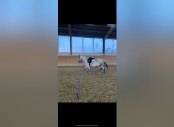 Koń andaluzyjski, Wałach, 10 lat, 156 cm, Siwa jabłkowita