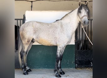 Koń andaluzyjski, Wałach, 10 lat, 160 cm, Siwa jabłkowita