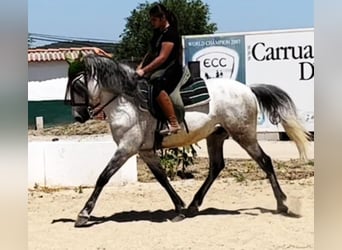 Koń andaluzyjski, Wałach, 10 lat, 160 cm, Siwa jabłkowita