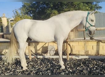 Koń andaluzyjski, Wałach, 10 lat, 161 cm, Siwa
