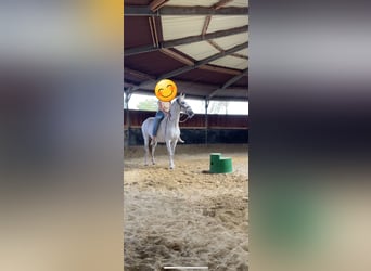 Koń andaluzyjski, Wałach, 10 lat, 162 cm, Siwa jabłkowita