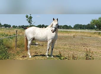 Koń andaluzyjski, Wałach, 10 lat, 162 cm, Siwa w hreczce