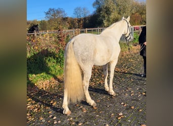 Koń andaluzyjski, Wałach, 10 lat, 164 cm, Siwa