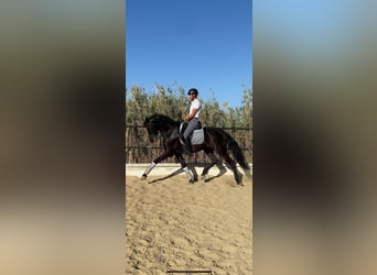 Koń andaluzyjski, Wałach, 10 lat, 165 cm, Kara