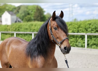 Koń andaluzyjski, Wałach, 11 lat, 145 cm, Gniada