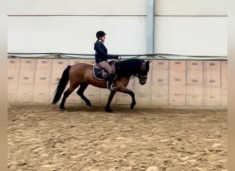 Koń andaluzyjski, Wałach, 11 lat, 145 cm, Gniada