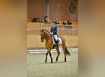 Koń andaluzyjski, Wałach, 11 lat, 158 cm, Gniada