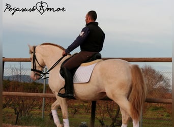 Koń andaluzyjski, Wałach, 11 lat, 158 cm, Perlino
