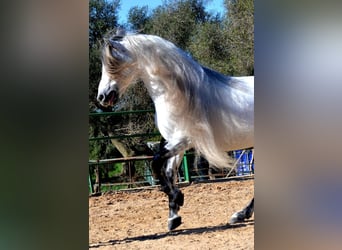 Koń andaluzyjski, Wałach, 11 lat, 159 cm, Siwa