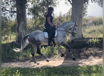 Koń andaluzyjski, Wałach, 11 lat, 162 cm, Siwa