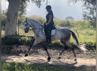 Koń andaluzyjski, Wałach, 11 lat, 162 cm, Siwa