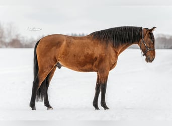 Koń andaluzyjski, Wałach, 11 lat, 163 cm, Gniada