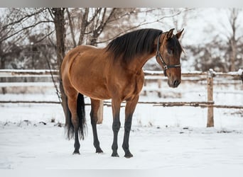 Koń andaluzyjski, Wałach, 11 lat, 163 cm, Gniada