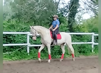 Koń andaluzyjski Mix, Wałach, 11 lat, 165 cm, Cremello