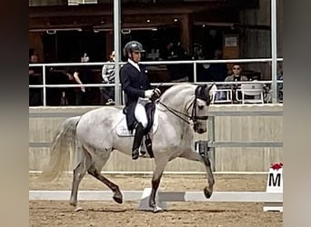 Koń andaluzyjski, Wałach, 11 lat, 166 cm, Siwa