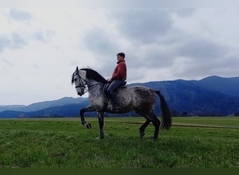Koń andaluzyjski Mix, Wałach, 11 lat, 168 cm, Siwa