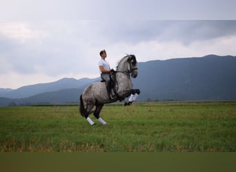 Koń andaluzyjski Mix, Wałach, 11 lat, 168 cm, Siwa