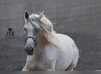Koń andaluzyjski, Wałach, 11 lat, 168 cm, Siwa