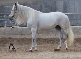 Koń andaluzyjski, Wałach, 11 lat, 168 cm, Siwa