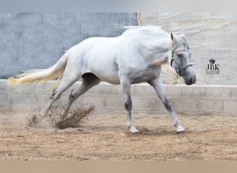 Koń andaluzyjski, Wałach, 11 lat, 168 cm, Siwa
