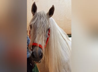 Koń andaluzyjski, Wałach, 11 lat, 168 cm, Siwa