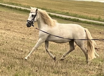 Koń andaluzyjski, Wałach, 12 lat, 148 cm, Siwa