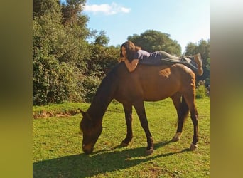 Koń andaluzyjski, Wałach, 12 lat, 158 cm