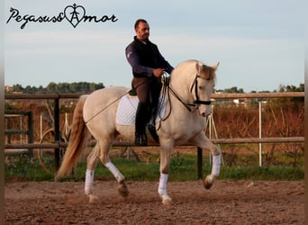 Koń andaluzyjski, Wałach, 12 lat, 158 cm, Perlino