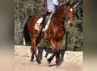 Koń andaluzyjski, Wałach, 12 lat, 159 cm, Gniada