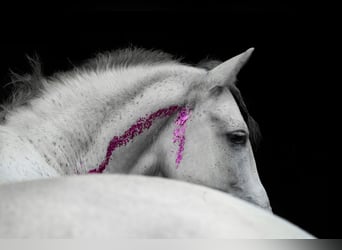 Koń andaluzyjski, Wałach, 12 lat, 160 cm, Siwa