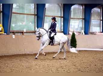Koń andaluzyjski, Wałach, 12 lat, 160 cm, Siwa