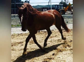Koń andaluzyjski, Wałach, 12 lat, 164 cm, Ciemnokasztanowata