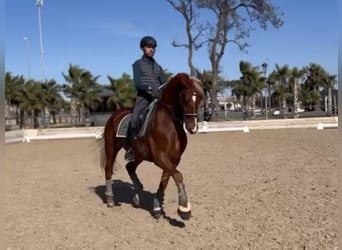 Koń andaluzyjski Mix, Wałach, 12 lat, 165 cm, Ciemnokasztanowata