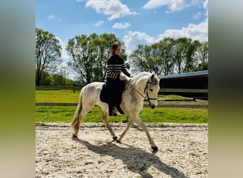 Koń andaluzyjski, Wałach, 12 lat, 165 cm, Siwa