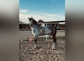 Koń andaluzyjski, Wałach, 12 lat, 165 cm, Siwa