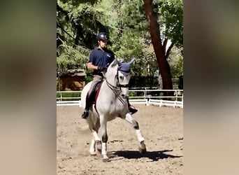 Koń andaluzyjski, Wałach, 12 lat, 166 cm, Siwa