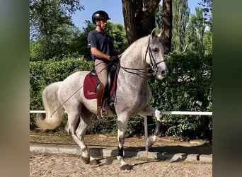 Koń andaluzyjski, Wałach, 12 lat, 166 cm, Siwa