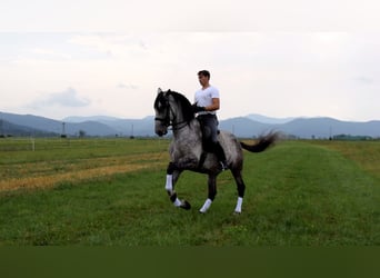 Koń andaluzyjski Mix, Wałach, 12 lat, 168 cm, Siwa
