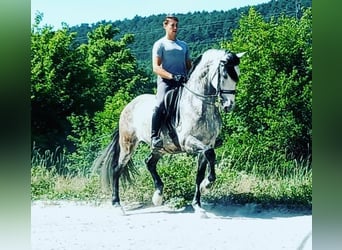 Koń andaluzyjski Mix, Wałach, 12 lat, 168 cm, Siwa