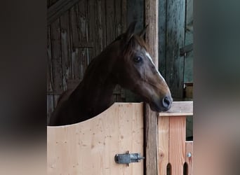 Koń andaluzyjski Mix, Wałach, 13 lat, 145 cm, Bułana