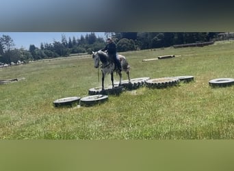 Koń andaluzyjski, Wałach, 13 lat, 150 cm, Siwa