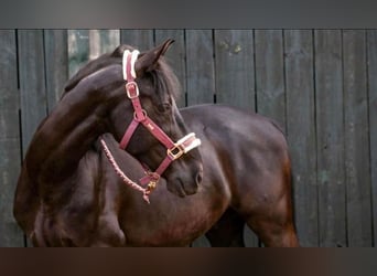 Koń andaluzyjski, Wałach, 13 lat, 155 cm, Kara