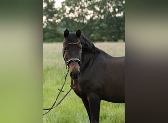 Koń andaluzyjski, Wałach, 13 lat, 155 cm, Skarogniada