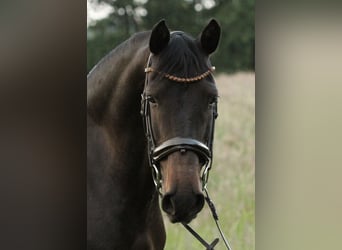 Koń andaluzyjski, Wałach, 13 lat, 155 cm, Skarogniada