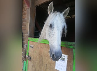 Koń andaluzyjski, Wałach, 13 lat, 163 cm, Siwa w hreczce