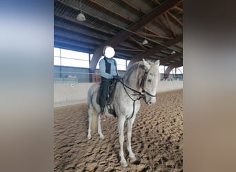 Koń andaluzyjski, Wałach, 13 lat, 163 cm, Siwa w hreczce